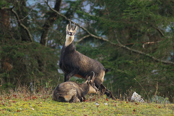 chamois rut vallée de joux, julien arbez