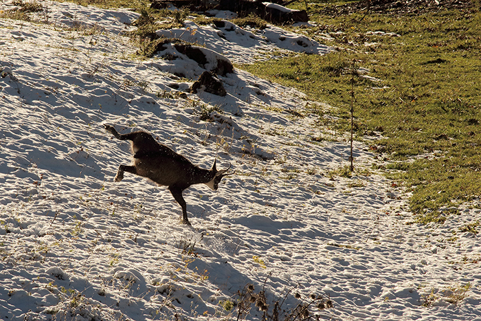 chamois rut vallée de joux, julien arbez