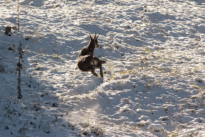 chamois rut vallée de joux, julien arbez