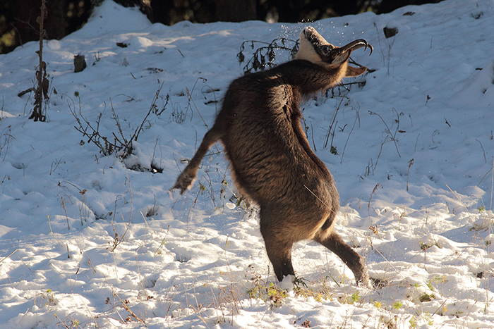 chamois rut vallée de joux, julien arbez