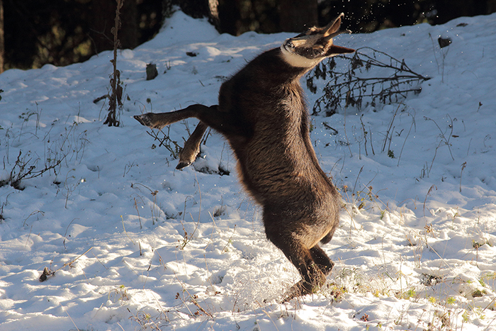 chamois rut vallée de joux, julien arbez