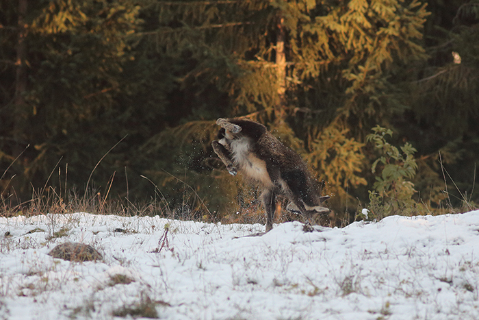 jeu chamois vallée de joux, julien arbez