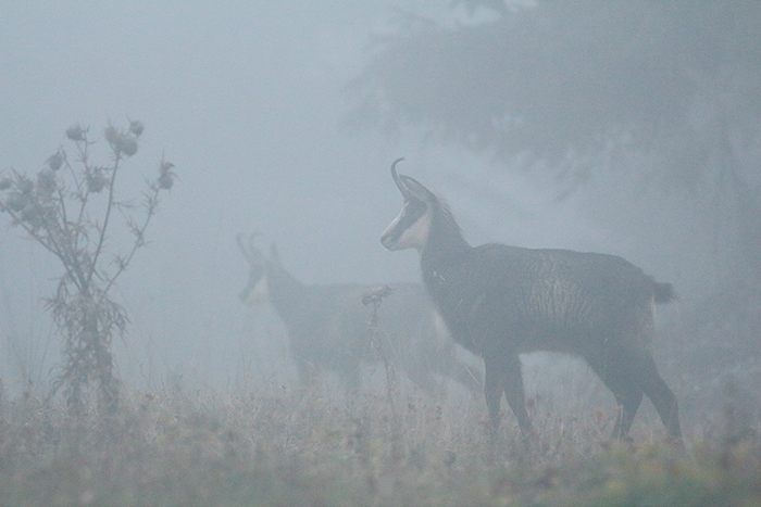 chamois brouillard vallée de joux, julien arbez