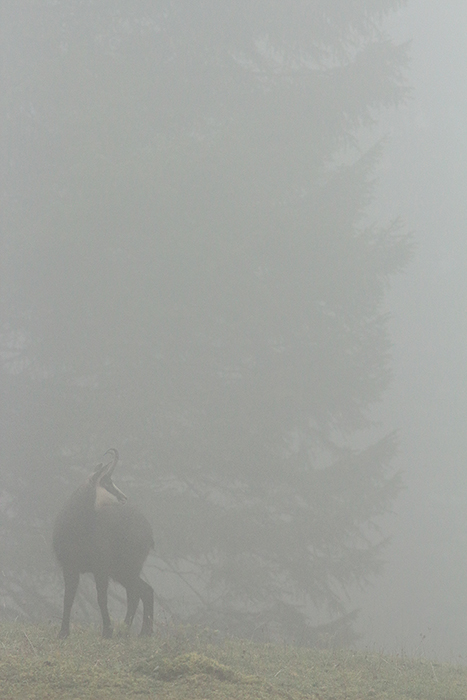 chamois brouillard vallée de joux, julien arbez
