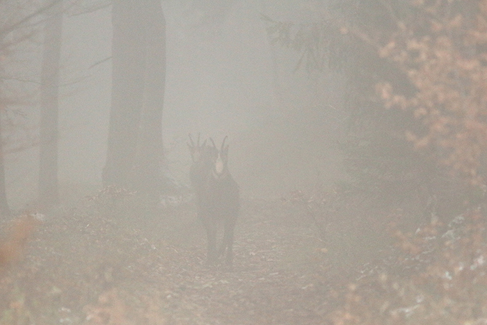 chamois brouillard vallée de joux, julien arbez