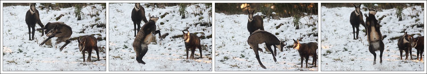 jeu chevreaux chamois, julien arbez