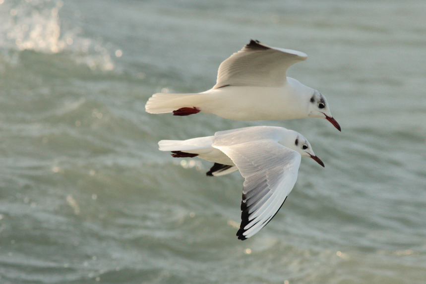 mouettes léman julien arbez