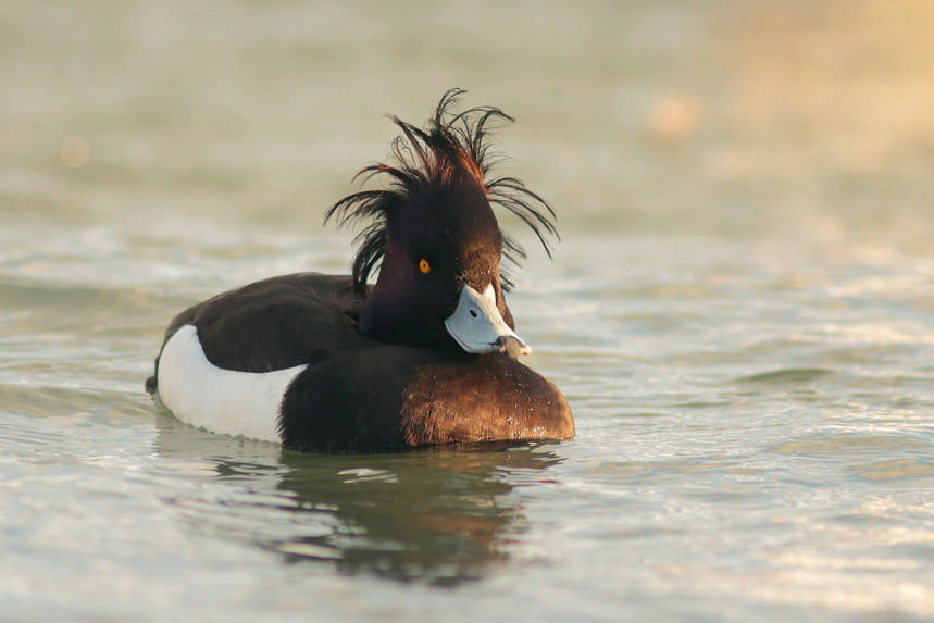 fuligule morillon vent lac léman julien arbez