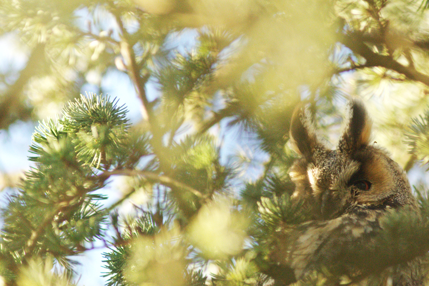 hibou moyen duc dortoir julien arbez