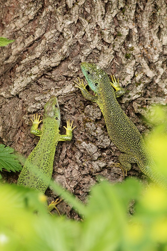 lézard vert julien arbez couple