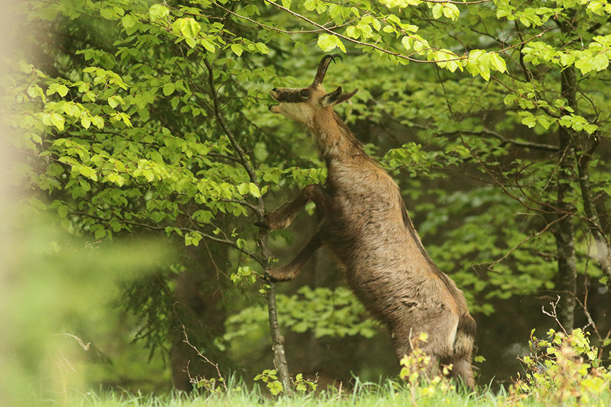 jura julien arbez chamois