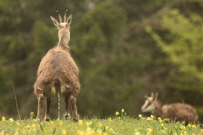 jura julien arbez chamois