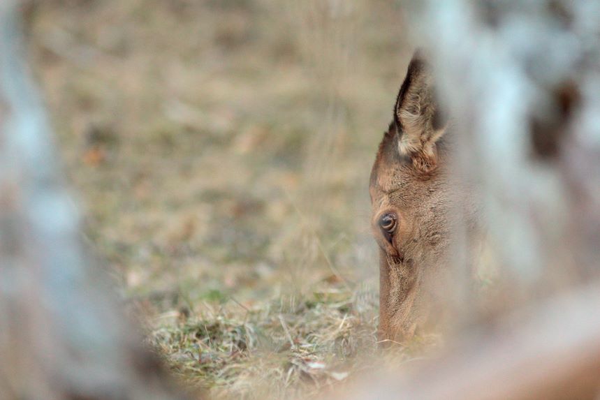 biche pratz-sur-arly julien arbez