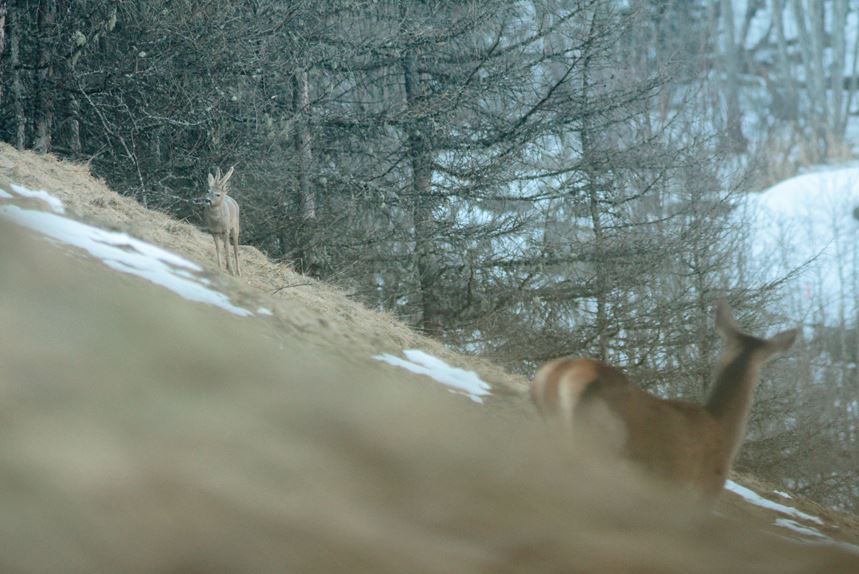 cerf et chevreuil julien arbez