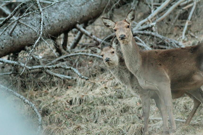 biche et faon pratz-sur-arly julien arbez