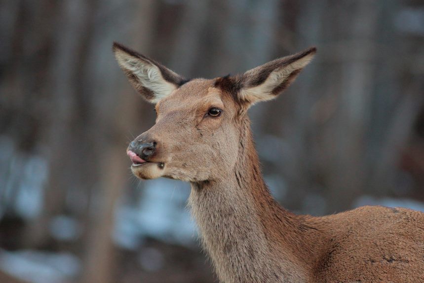 biche pratz-sur-arly julien arbez