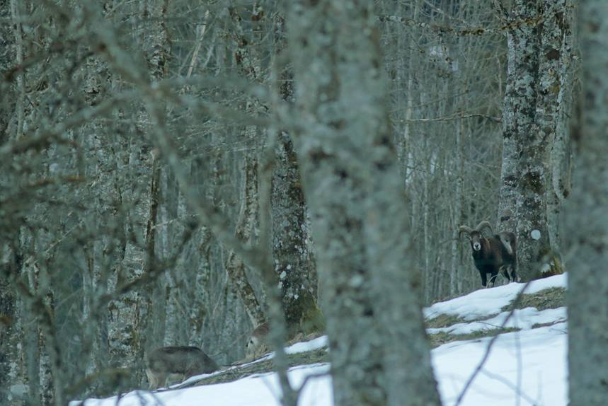 mouflon ugine julien arbez