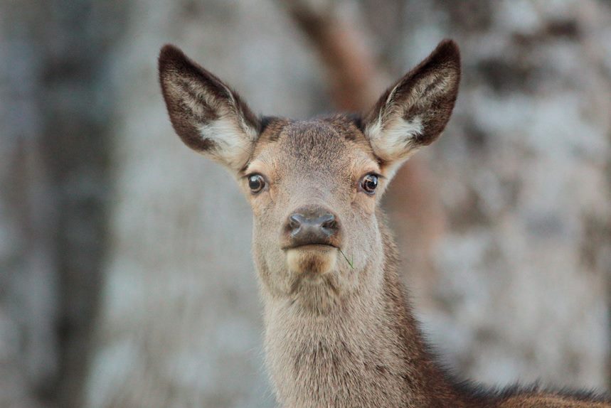 biche pratz-sur-arly julien arbez