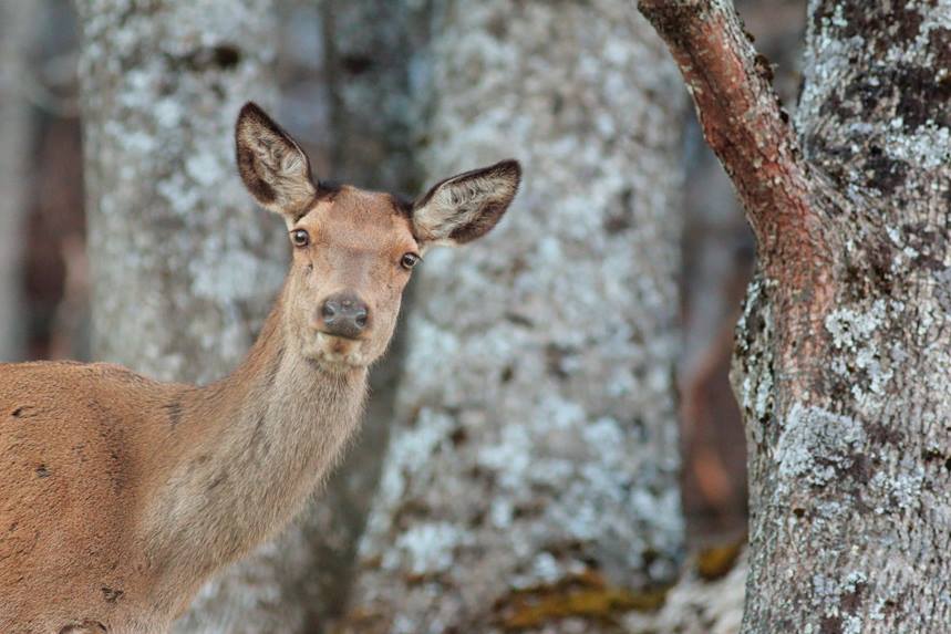 biche pratz-sur-arly julien arbez