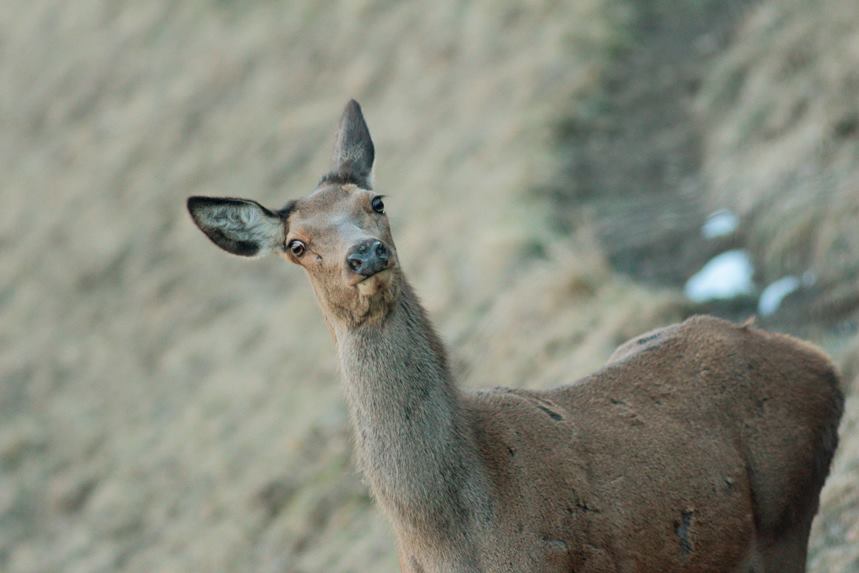 biche pratz-sur-arly julien arbez