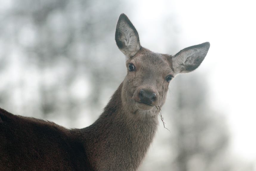 biche pratz-sur-arly julien arbez