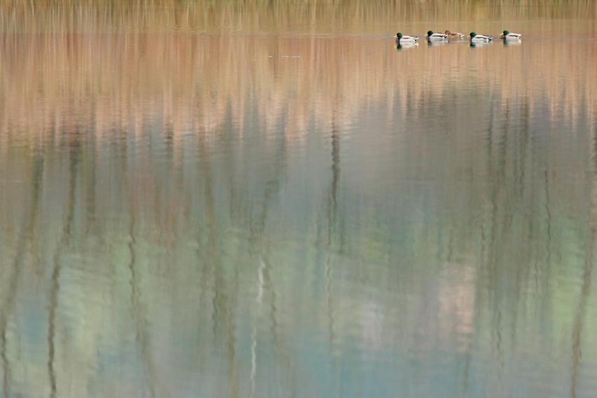 canard colvert seyssel julien arbez