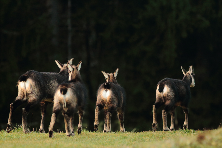 chamois rut julien arbez