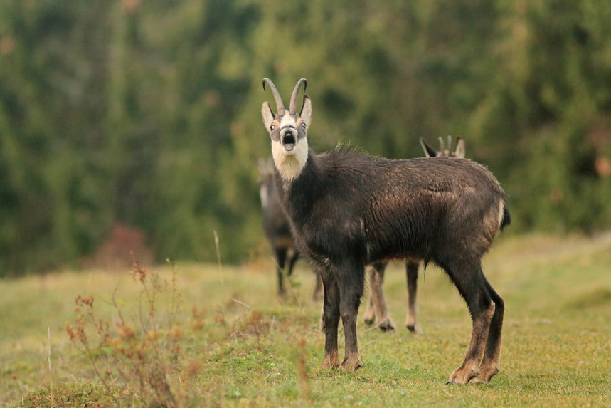 chamois rut julien arbez