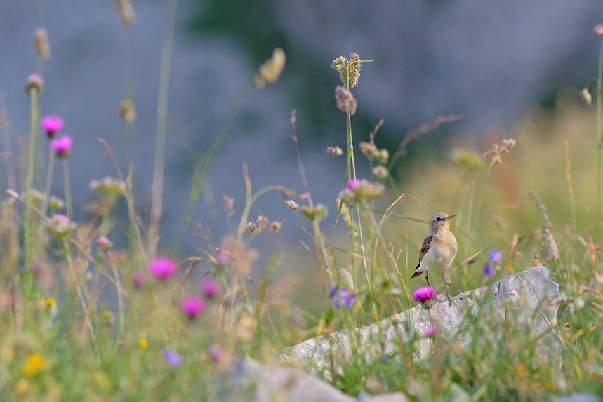 Traquet motteux fleurs