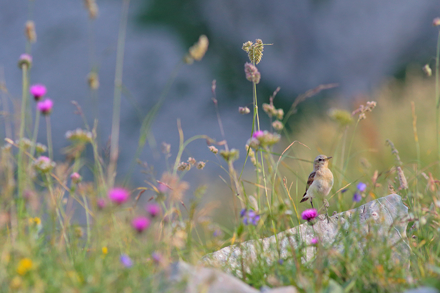 Traquet motteux fleurs