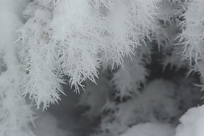 givre, plateau de Beauregard; julien arbez