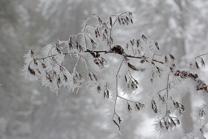 givre, plateau de Beauregard; julien arbez