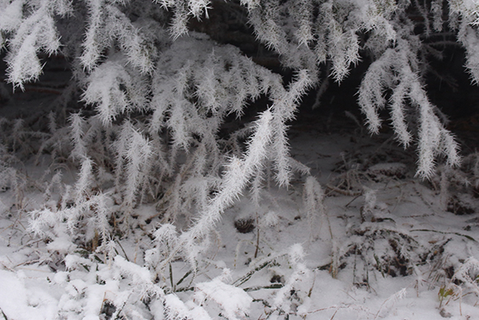 givre, plateau de Beauregard; julien arbez