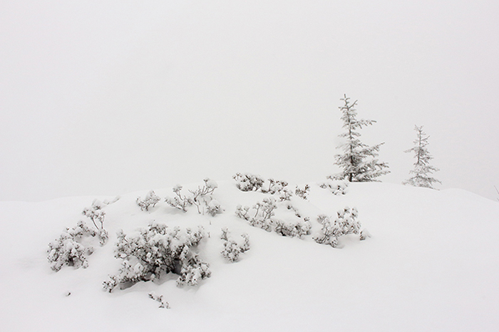 épicéas dans la neige, plateau de Beauregard; julien arbez