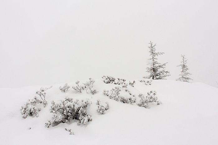 épicéas dans la neige, plateau de Beauregard; julien arbez