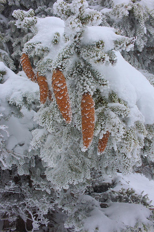 Le Semnoz en hiver, près d’Annecy, julien arbez