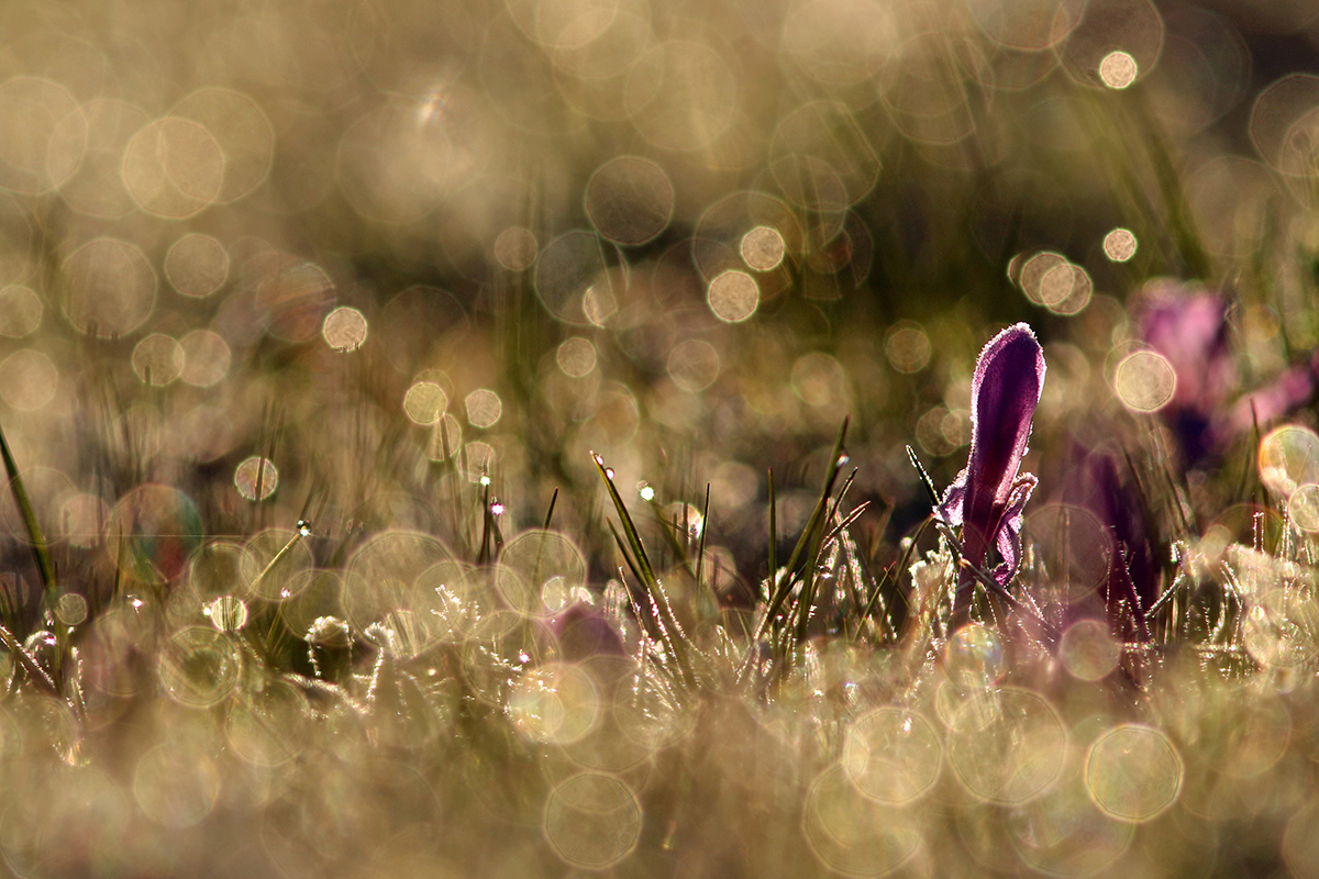 crocus jura