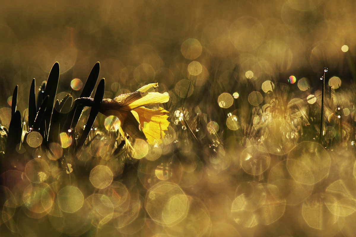 jonquilles la pesse