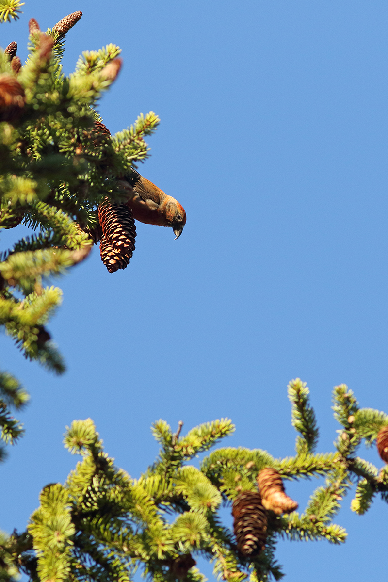 bec croisé des sapins jura