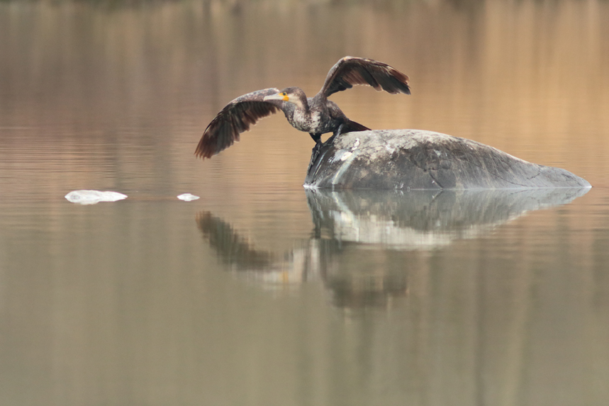 grands cormorans au marais de l’étournel en hiver, julien arbez