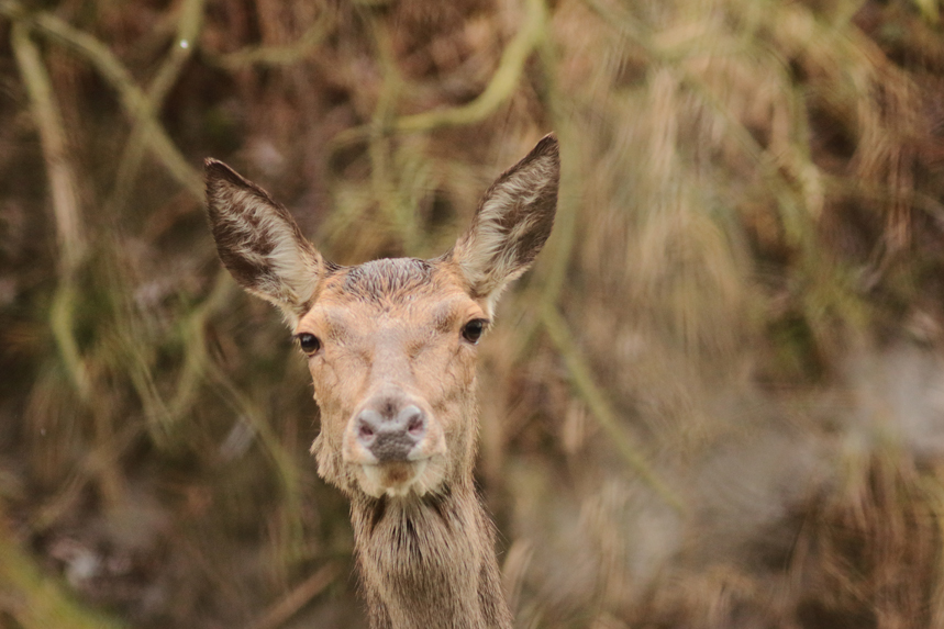 biche cerf au marais de l’étournel en hiver, julien arbez