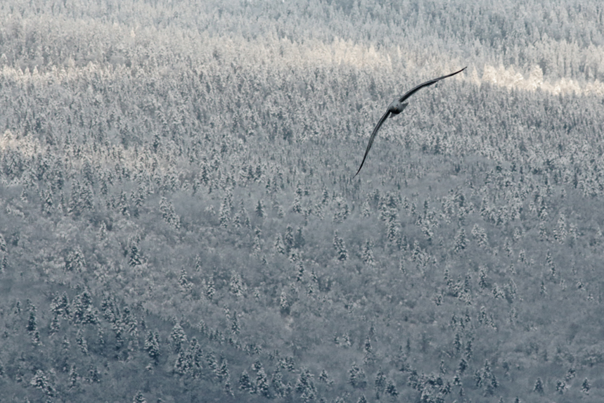 goéland devant monts jura, hiver, julien arbez