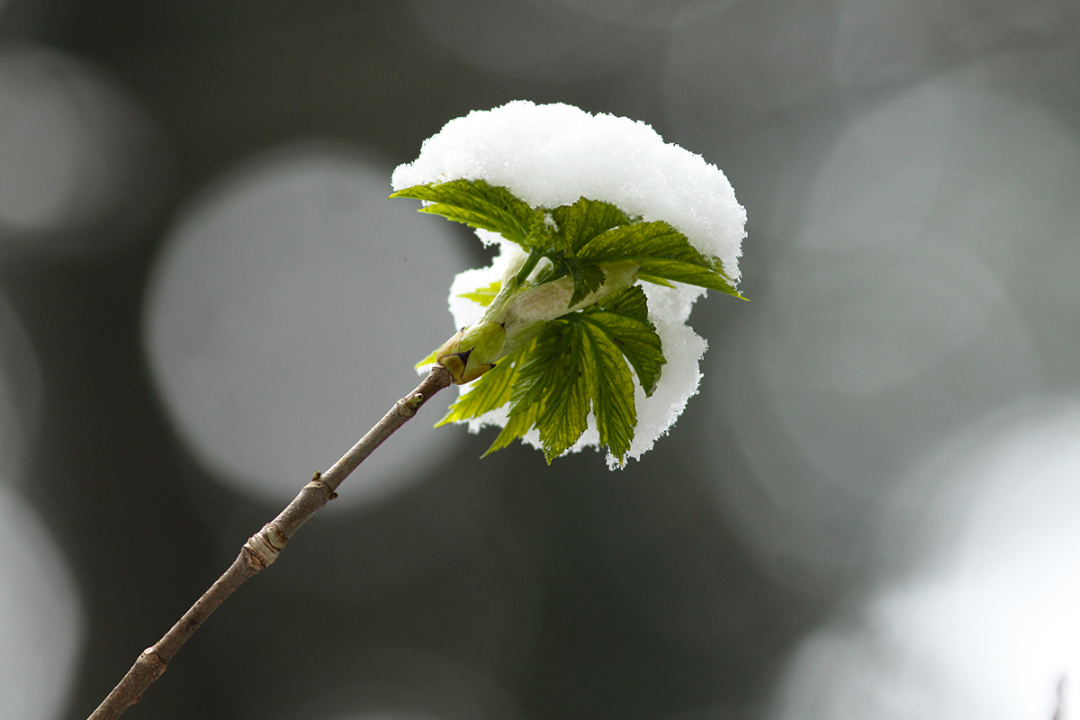 frêne neige