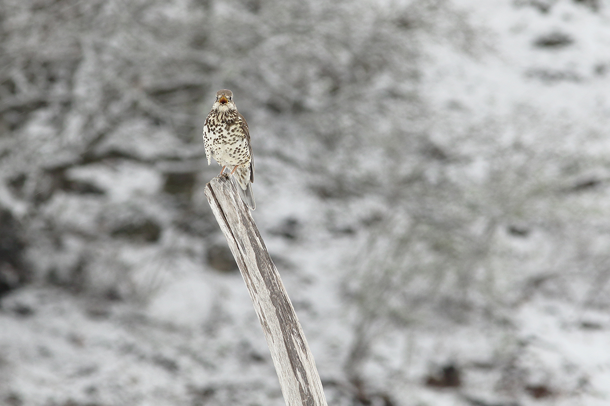 grive chante neige