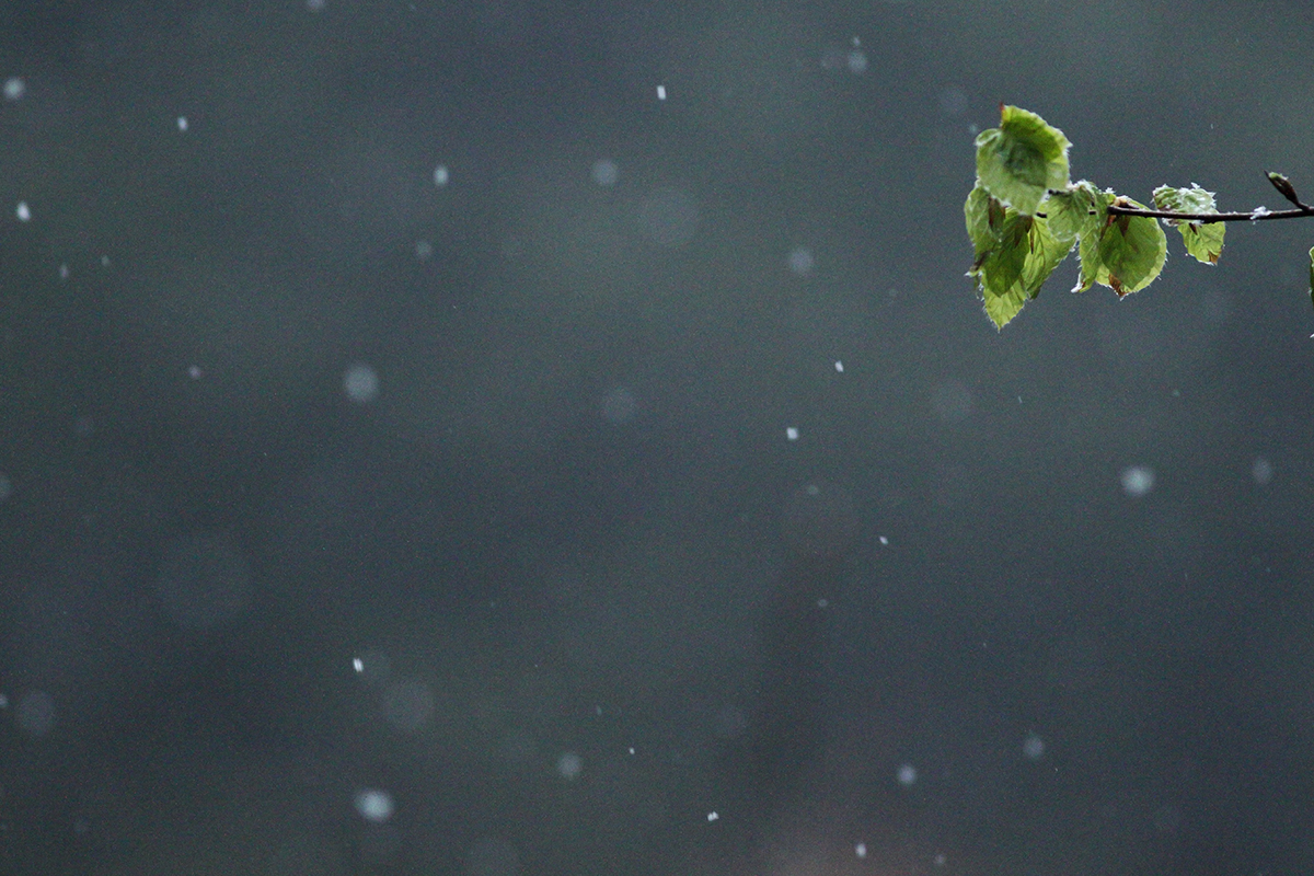 arbre neige