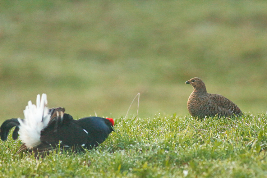 poule tétras parade julien arbez