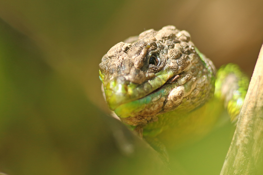 lézard vert dermatite, julien arbez