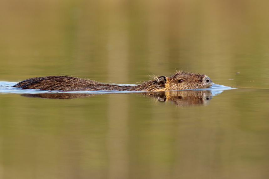 ragondin en affut flottant, julien arbez