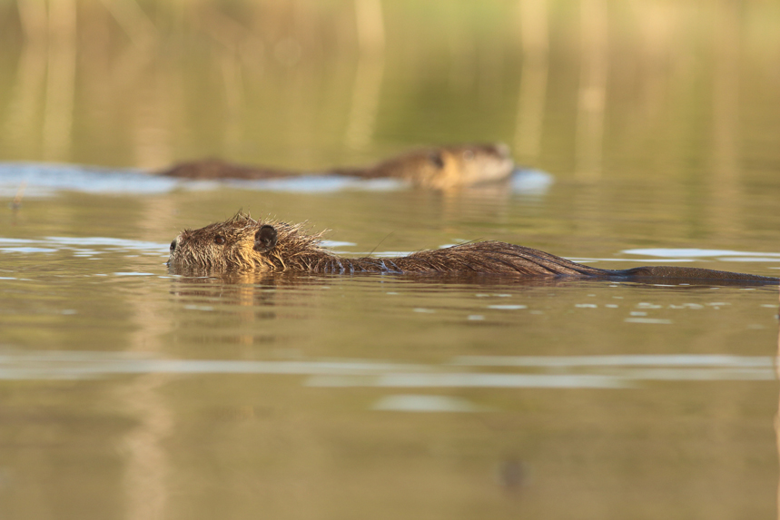 couple ragondins en affut flottant, julien arbez