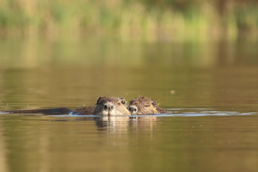 couple ragondins en affut flottant, julien arbez